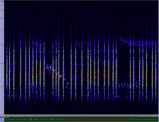 bird sonogram