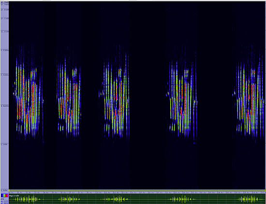 bird sonogram