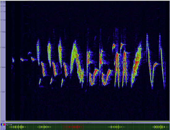 bird sonogram