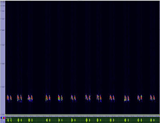 bird sonogram