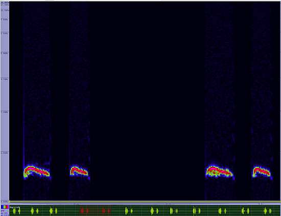 bird sonogram