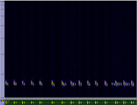 bird sonogram