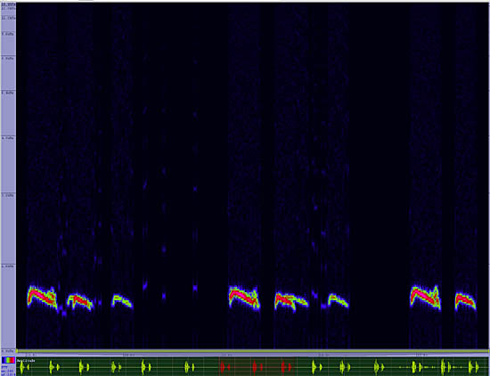 bird sonogram