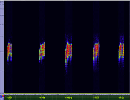 bird sonogram