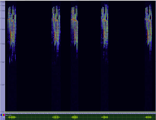 bird sonogram