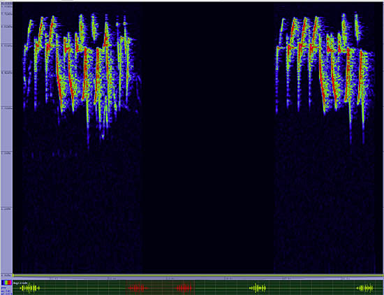 bird sonogram