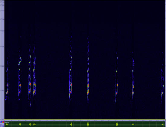 bird sonogram