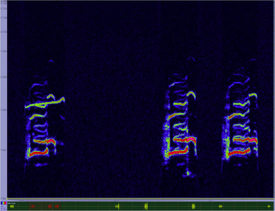 bird sonogram