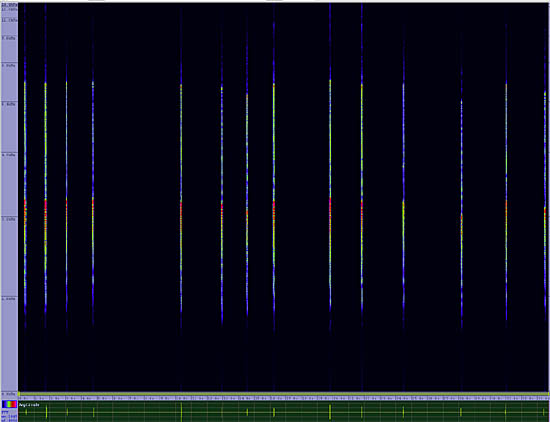 bird sonogram