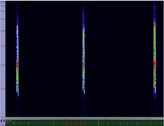 bird sonogram