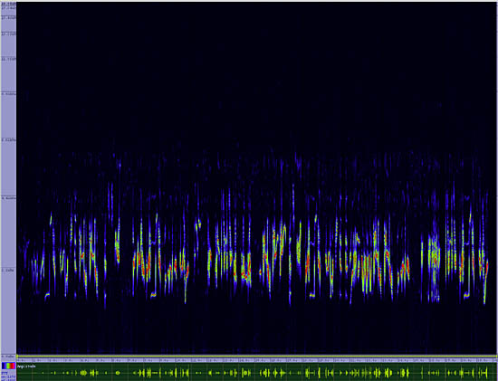 bird sonogram