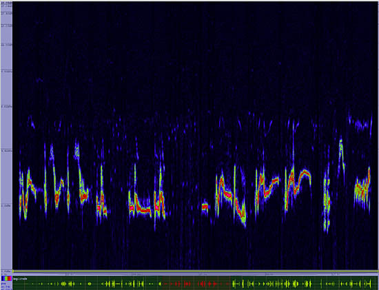 bird sonogram