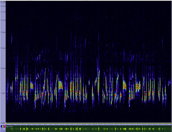 bird sonogram