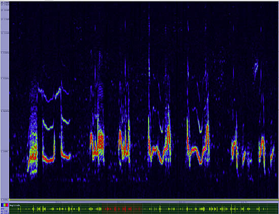 bird sonogram