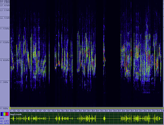 bird sonogram