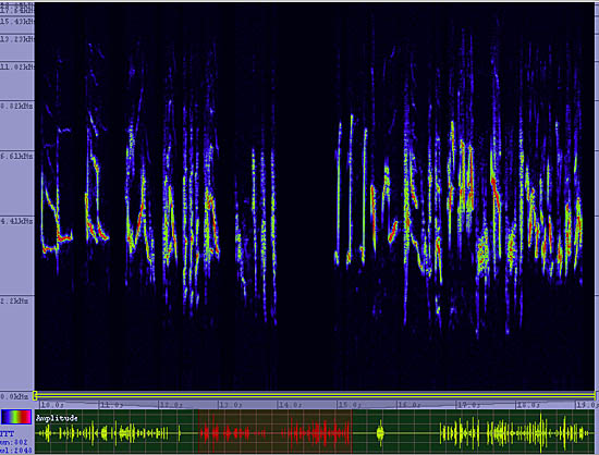 bird sonogram