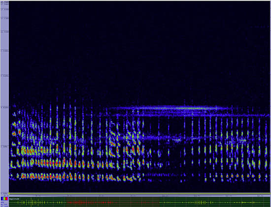 bird sonogram