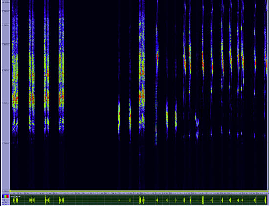 bird sonogram