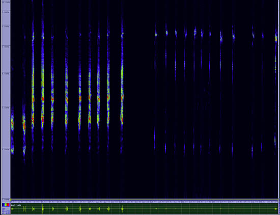 bird sonogram