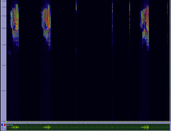 bird sonogram