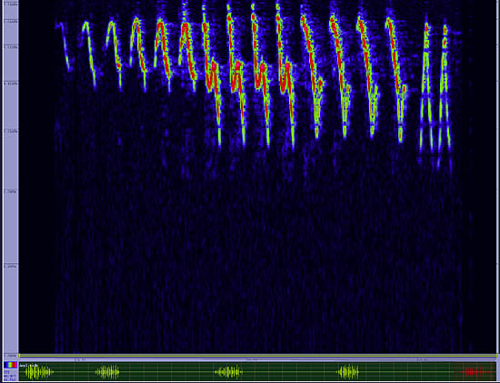 bird sonogram