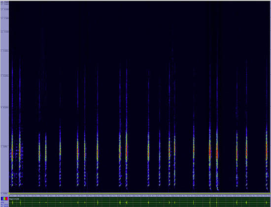 bird sonogram