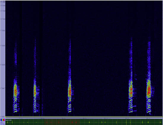 bird sonogram