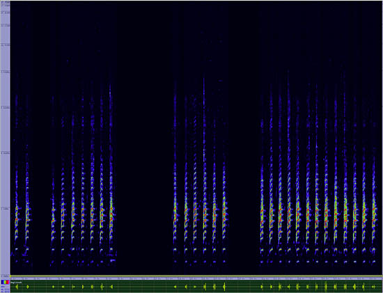 bird sonogram