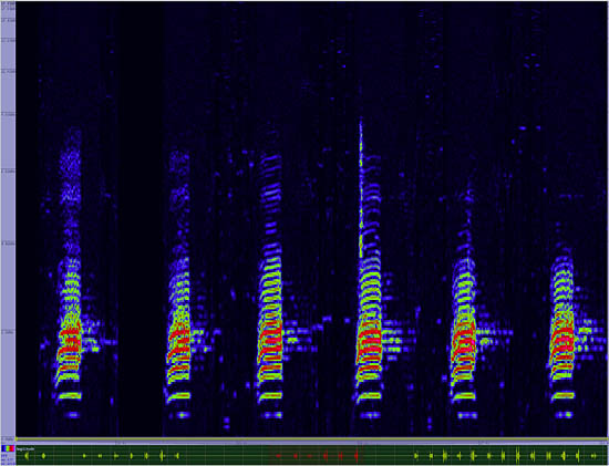 bird sonogram