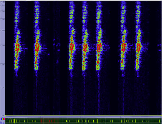 bird sonogram