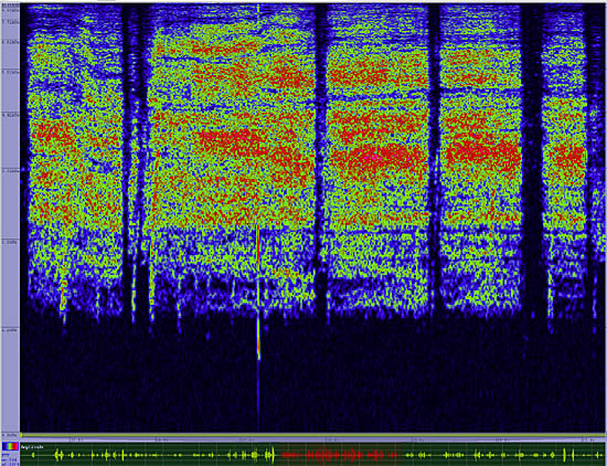 bird sonogram