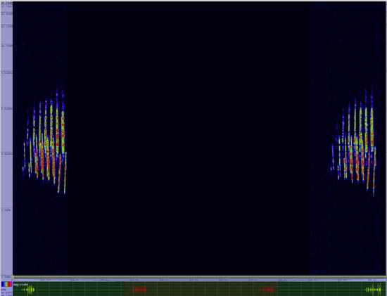 bird sonogram