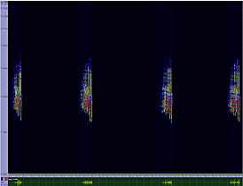 bird sonogram