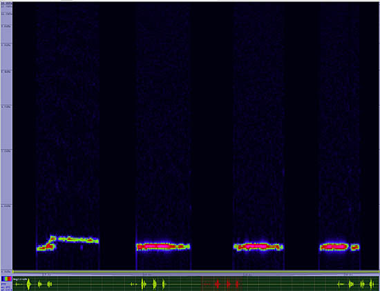 bird sonogram