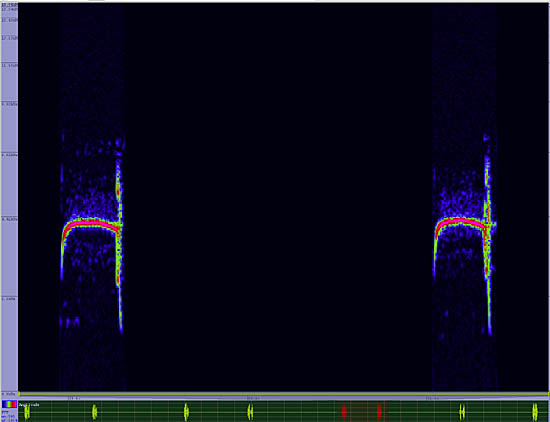 bird sonogram