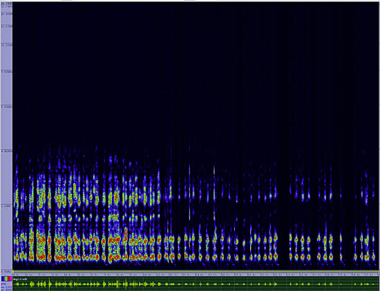 bird sonogram