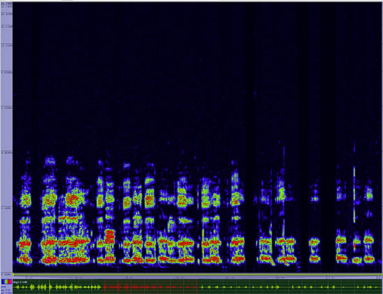 bird sonogram