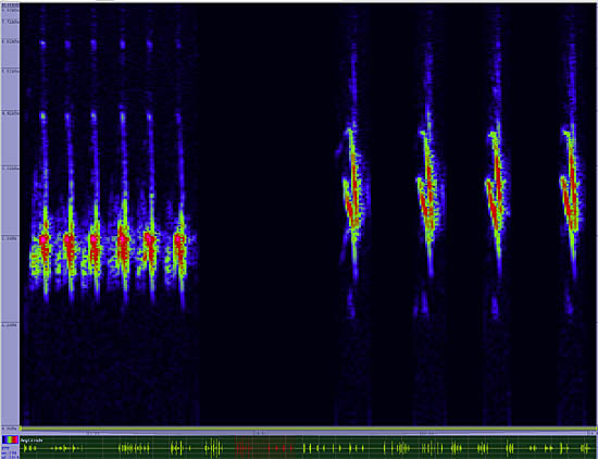 bird sonogram