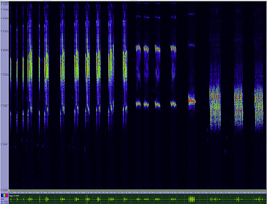 bird sonogram