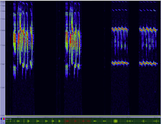 bird sonogram