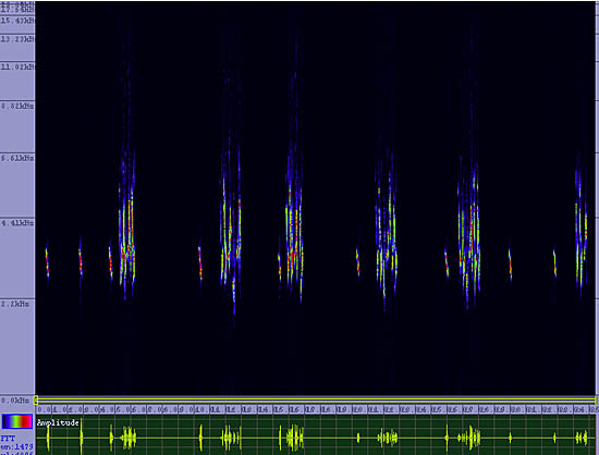 bird sonogram