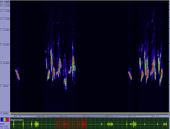 bird sonogram