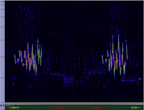 bird sonogram