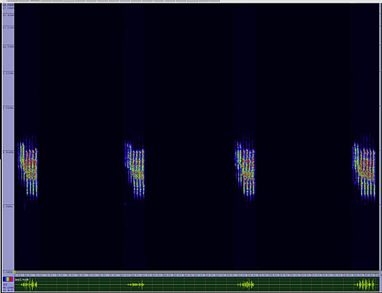 bird sonogram