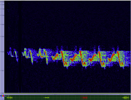 bird sonogram