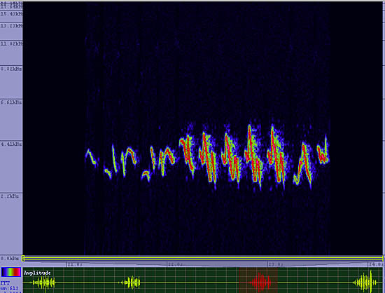 bird sonogram