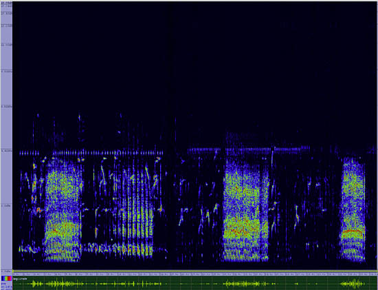 bird sonogram