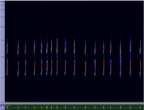 bird sonogram