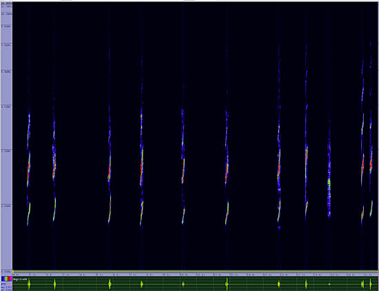 bird sonogram