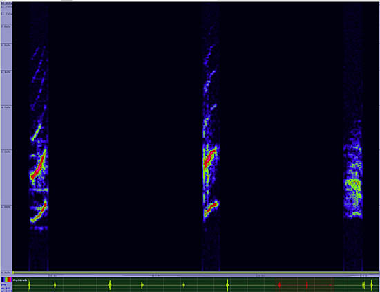 bird sonogram